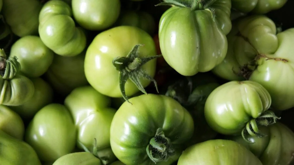 Never Waste a Tomato: Ripen Green Tomatoes Indoors Post-Frost